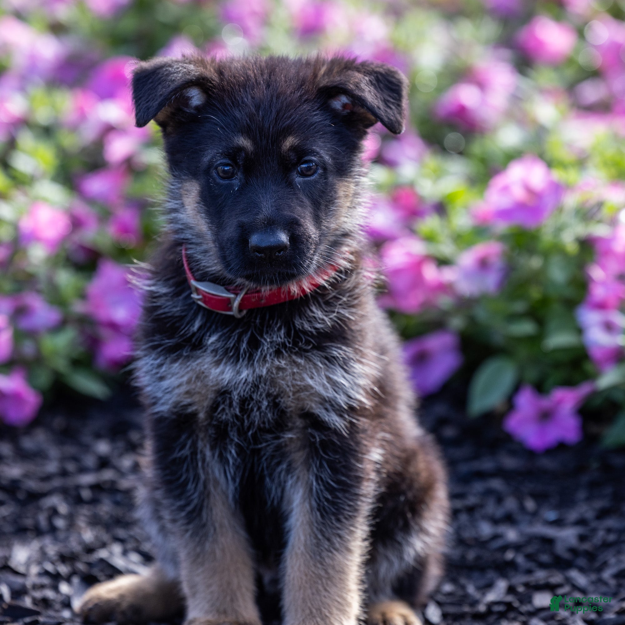 German Shepherd dogs Rover  - Ad 1