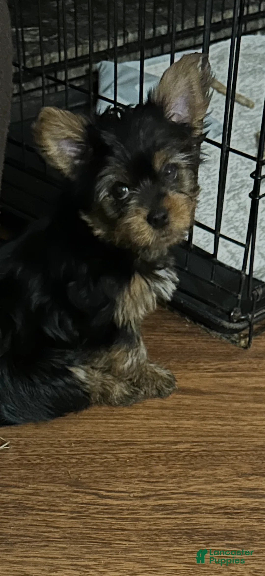 Yorkshire Terrier dogs for sale: Yorkshire Terrier Puppy 3 - Ad 1