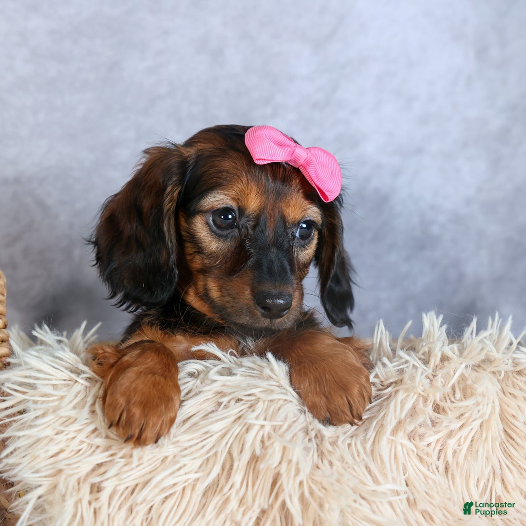 Miniature Dachshund dogs for sale: Fiona - Ad 8