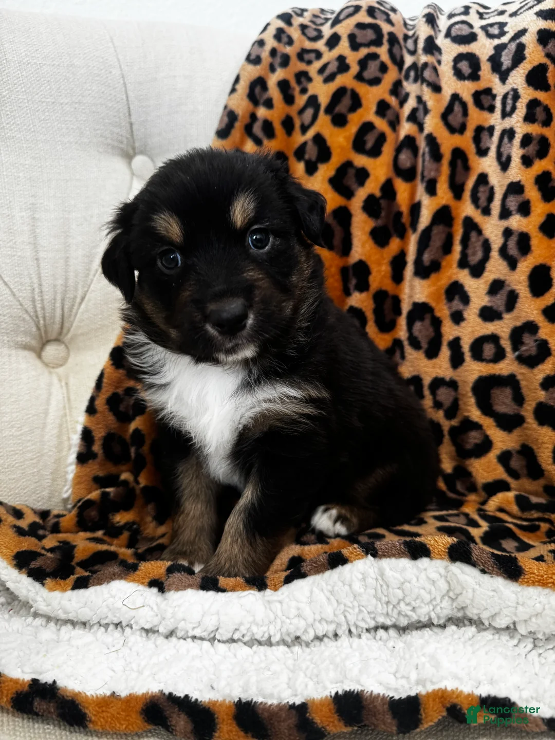 Australian Shepherd dogs for sale: Australian Shepherd Puppy 2 - Ad 2