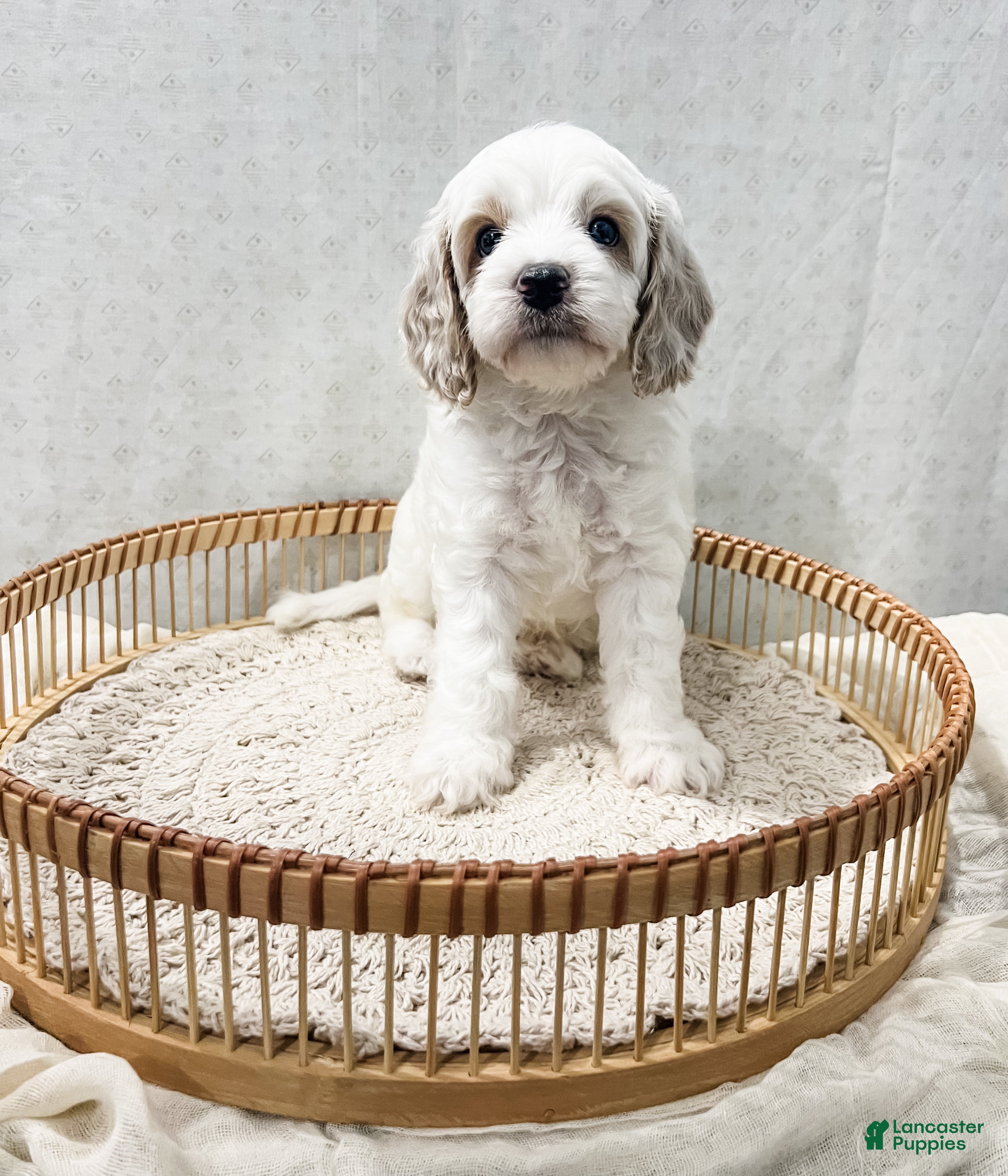 Cavapoo dogs Slade - Ad 2