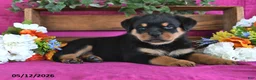 Rottweiler dogs for sale: Myles - Ad 5