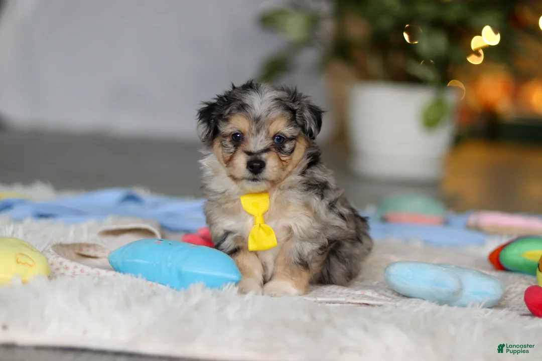 Mixed Breed dogs for sale: Benny - Ad 5