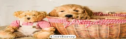 Goldendoodle dogs for sale: Corduroy - Ad 5
