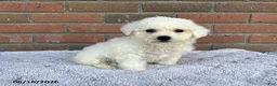Bichon Frise dogs for sale: Suzy - Ad 1