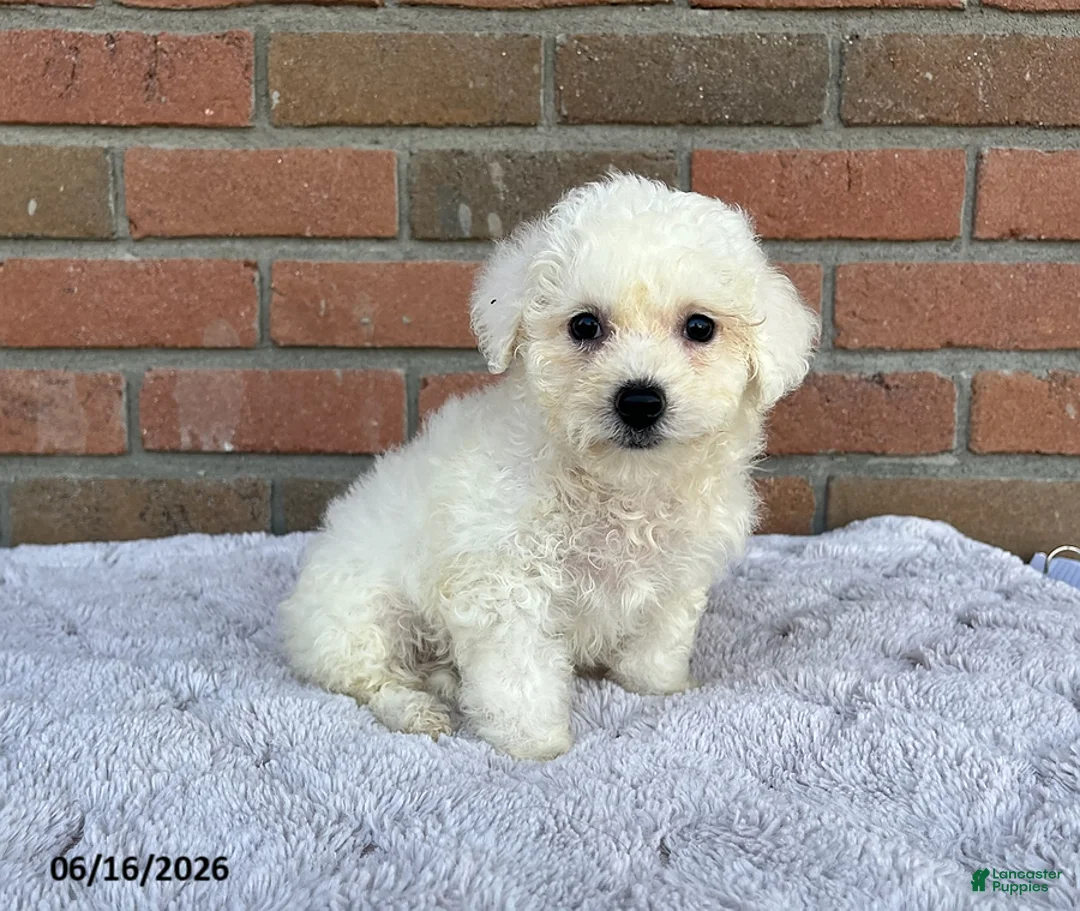 Bichon Frise dogs for sale: Suzy - Ad 1