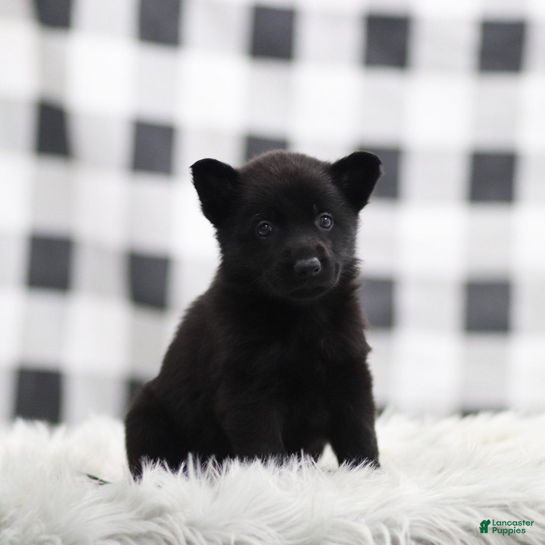 German Shepherd dogs for sale: Frank - Ad 3