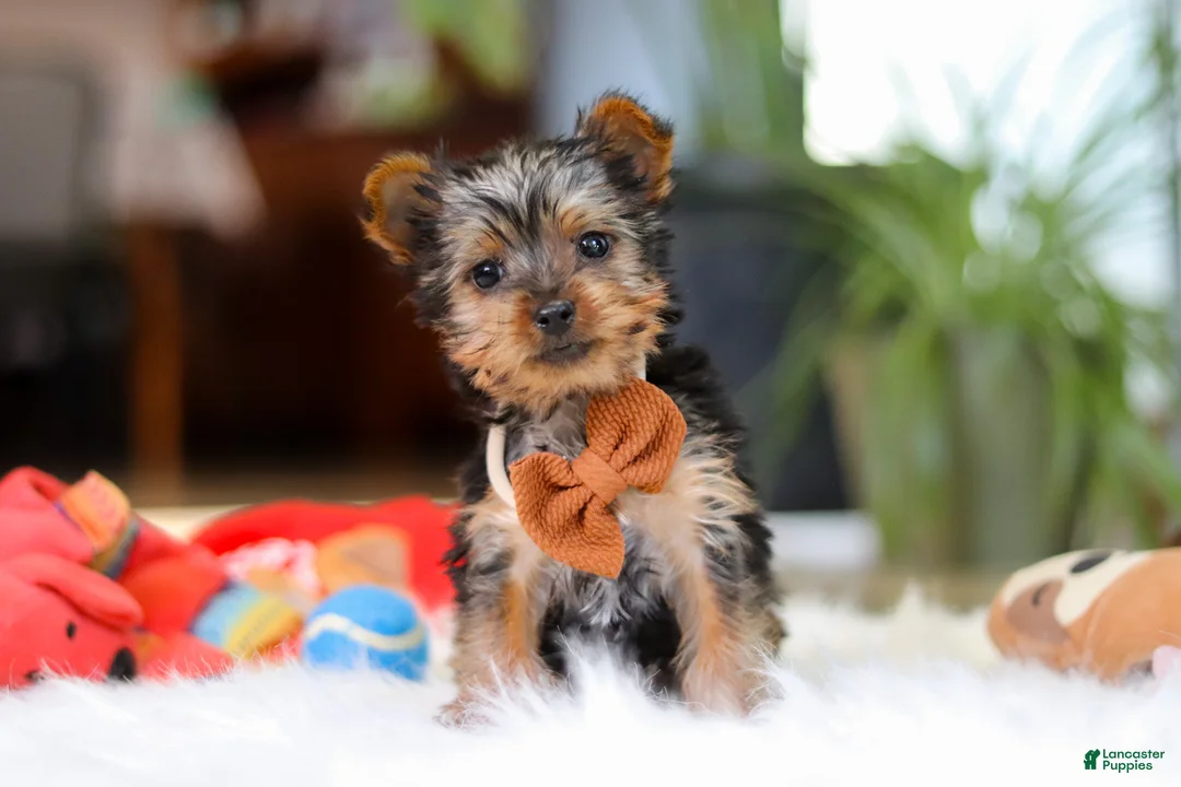 Yorkshire Terrier dogs for sale: Trevor - Ad 1