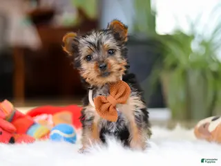 Yorkshire Terrier dogs for sale: Trevor - Ad 2
