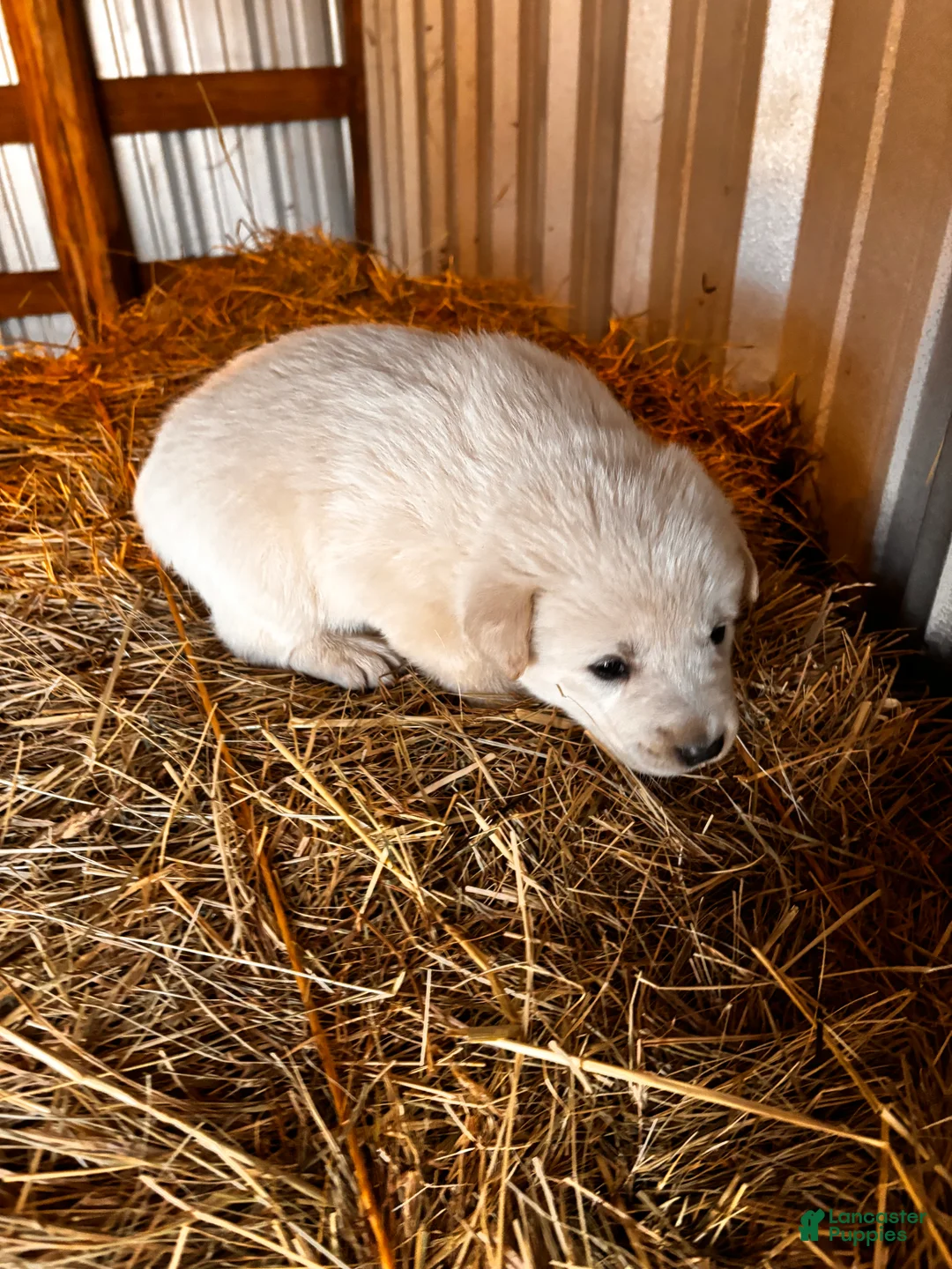 Great Pyrenees dogs for sale: Great Pyrenees Puppy 4 - Ad 1