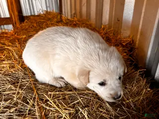 Great Pyrenees dogs Great Pyrenees Puppy 4 - Ad 11