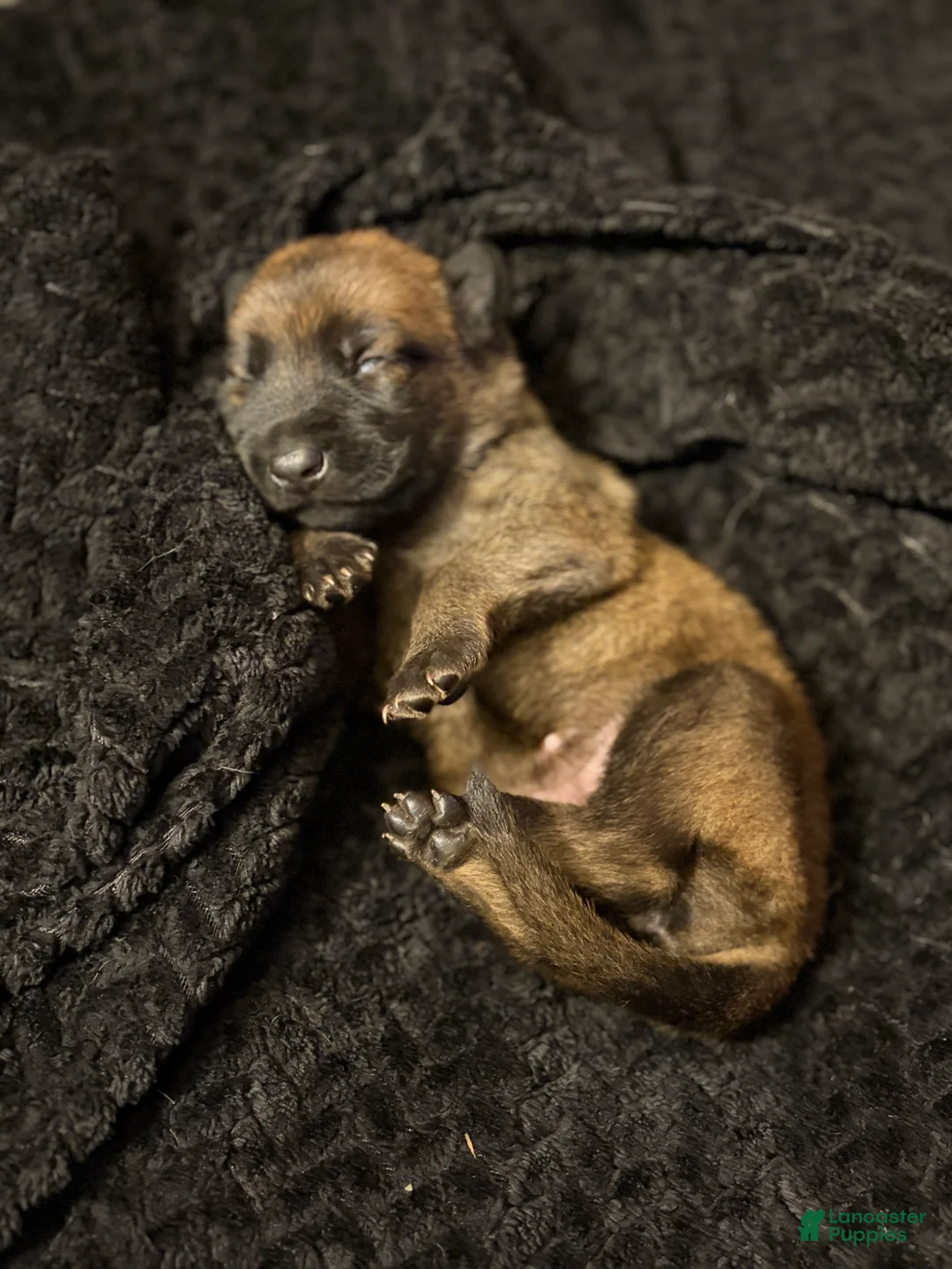 Belgian Malinois dogs for sale: Belgian Malinois Puppy 6 - Ad 2
