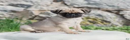 Pug dogs for sale: Honey  - Ad 2