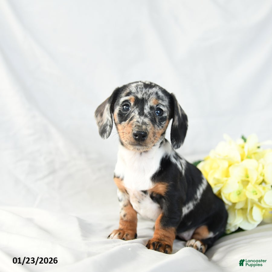 Miniature Dachshund dogs Oreo - Ad 27