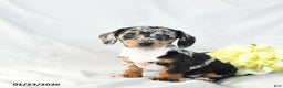 Miniature Dachshund dogs for sale: Oreo - Ad 1