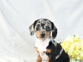 Miniature Dachshund dogs Oreo - Ad 27