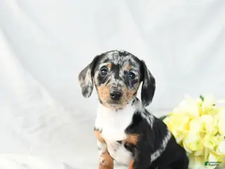 Miniature Dachshund dogs Oreo - Ad 6
