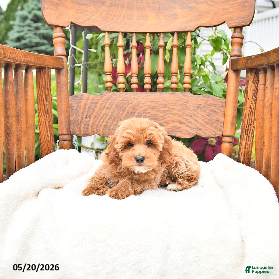 Mini Goldendoodle dogs Reggie - Ad 2