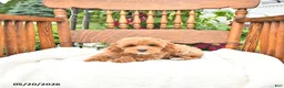 Mini Goldendoodle dogs for sale: Reggie - Ad 2