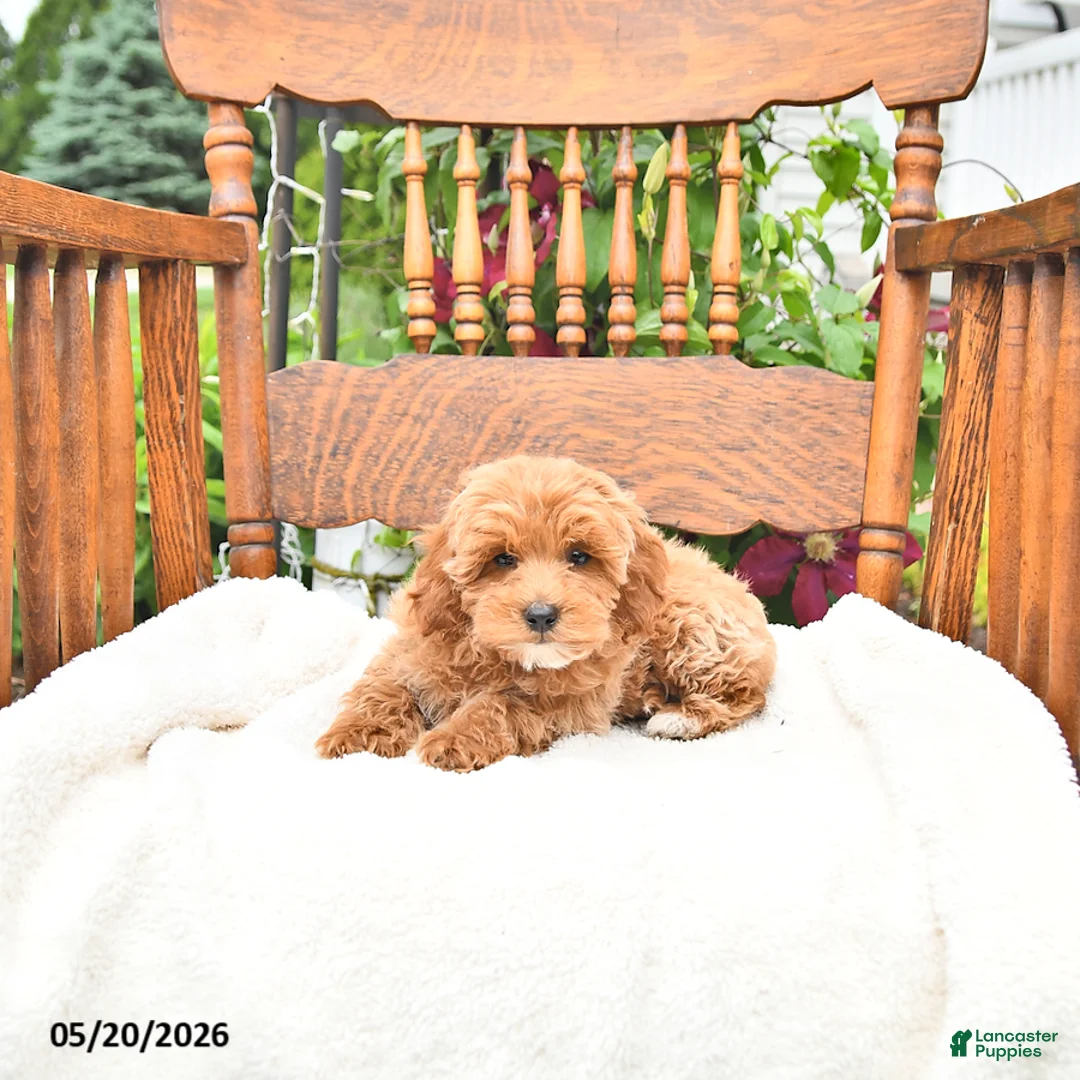 Mini Goldendoodle dogs for sale: Reggie - Ad 2