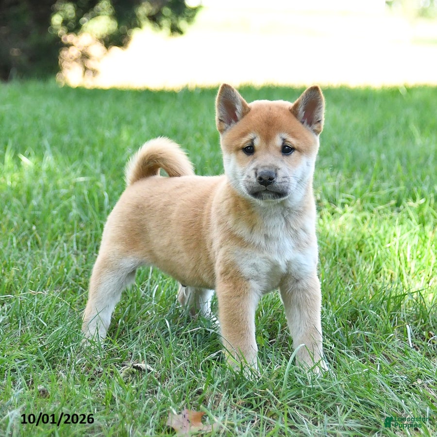 Shiba Inu dogs Gizmo - Ad 1
