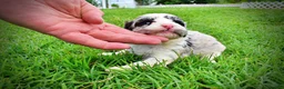Havapoo dogs for sale: Skye - Ad 10