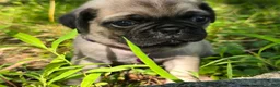 Pug dogs for sale: Manny - Ad 10