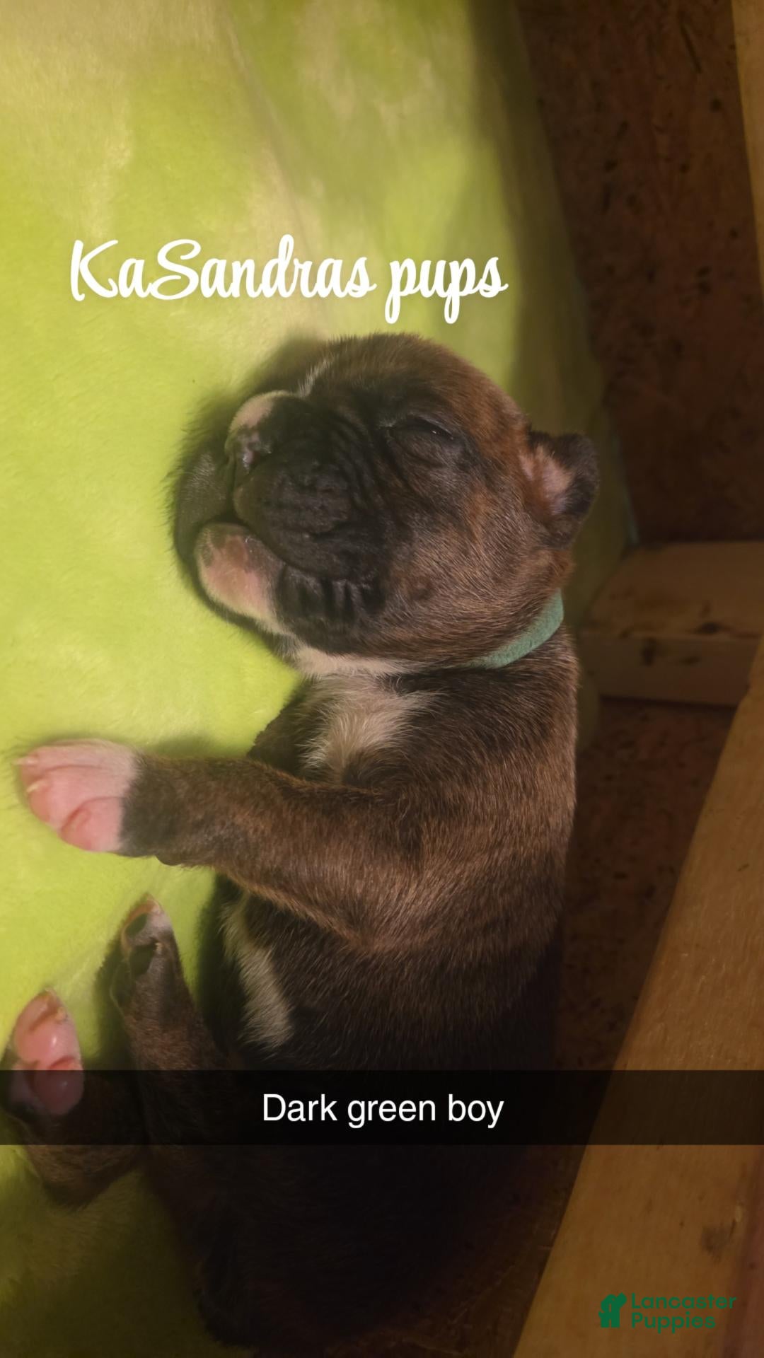Boxer dogs Boxer 7 - Ad 11