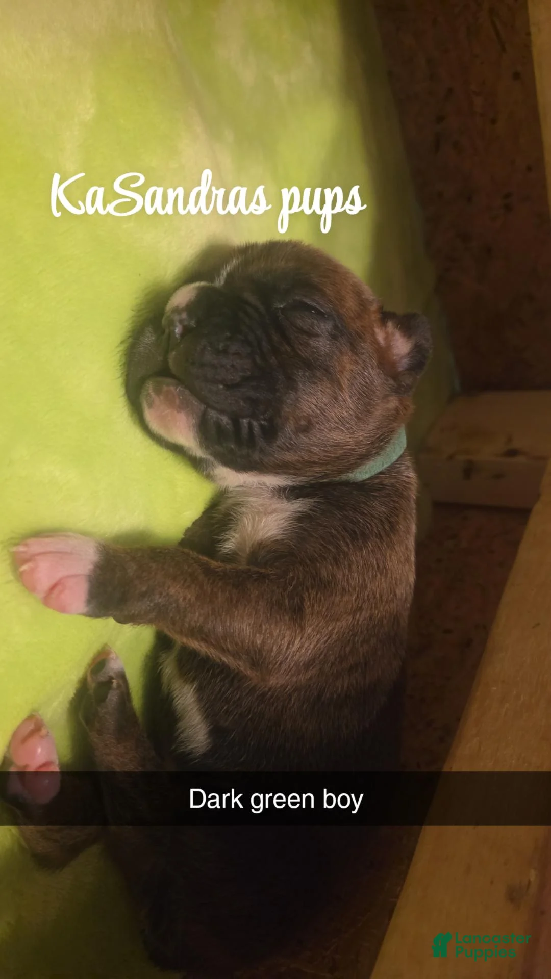 Boxer dogs for sale: Boxer 7 - Ad 1
