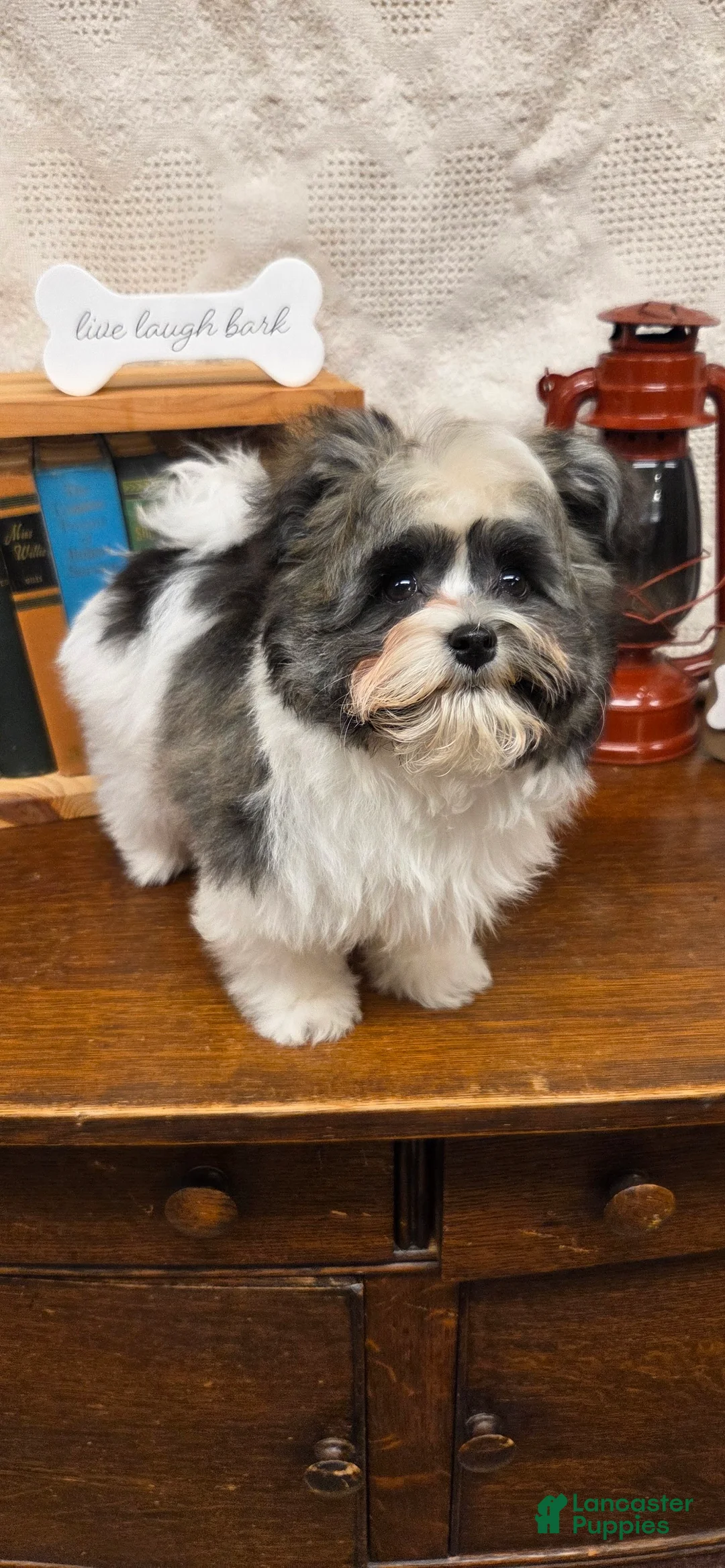 Havanese dogs for sale: Tin Tin - Ad 5