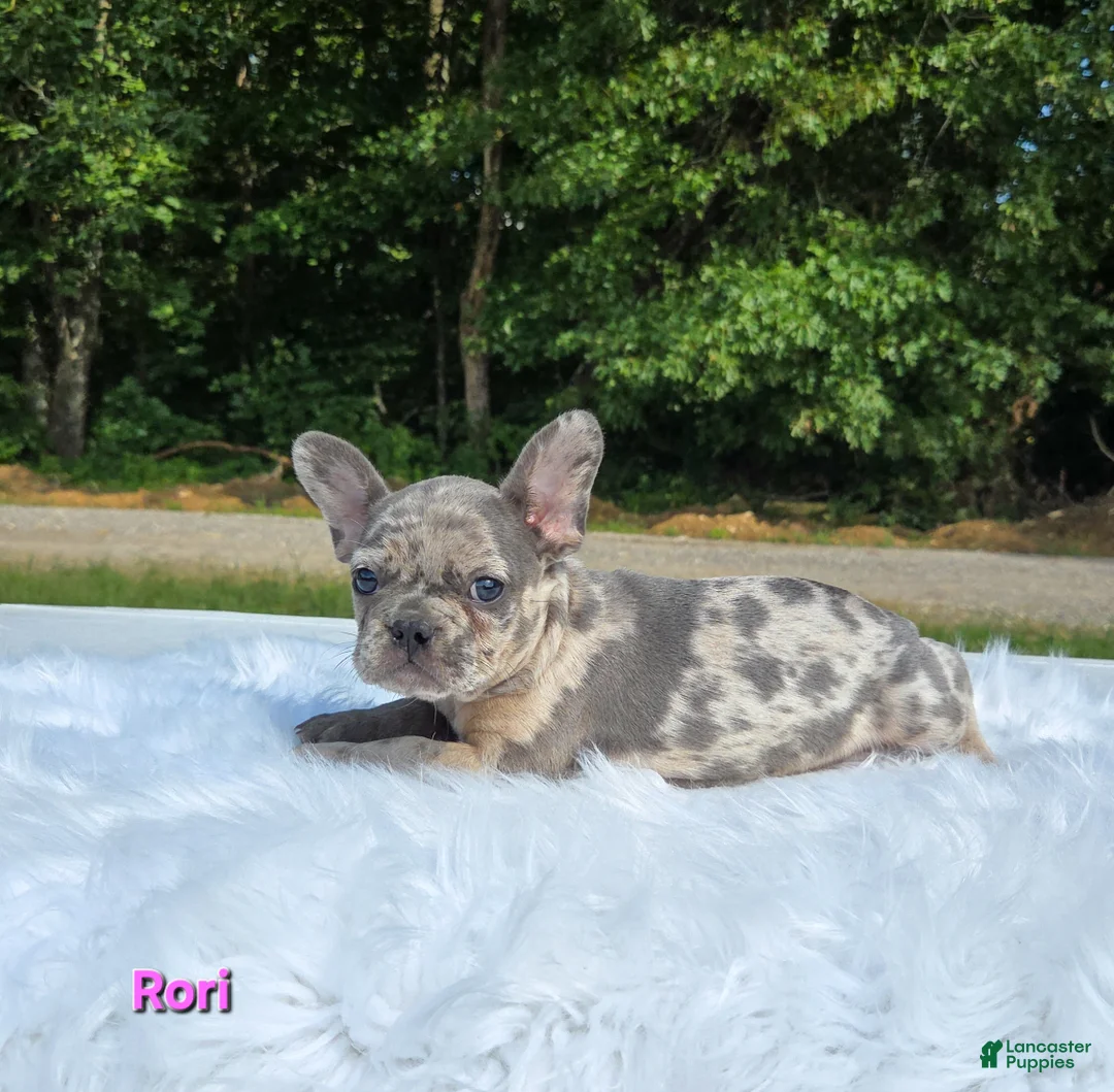 Frenchton dogs for sale: Ruri - Ad 5