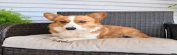Welsh Corgi Pembroke dogs for sale: Mack  - Ad 6