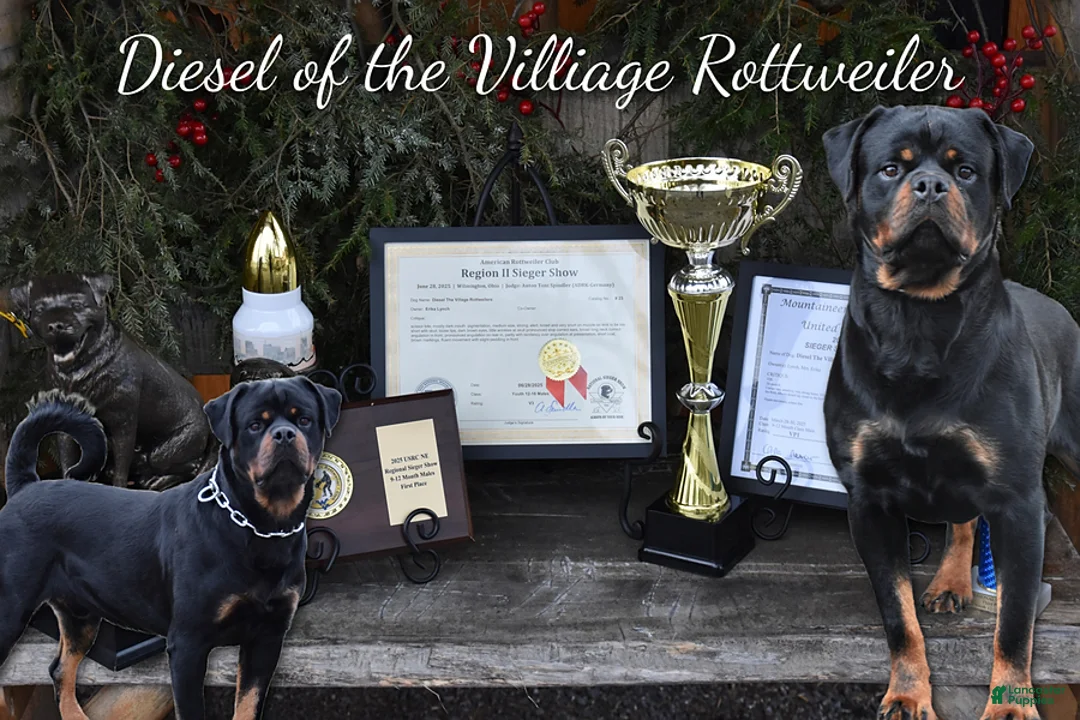Rottweiler dogs for sale: Rockstar - Ad 4