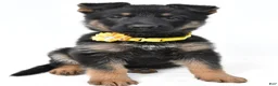 German Shepherd dogs for sale: Layla - Ad 6