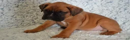Boxer dogs for sale: Reese - Ad 3