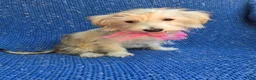 Morkie dogs for sale: Gabby - Ad 1