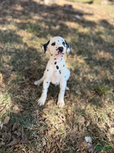 Dalmatian dogs for sale: Male 1 - Ad 2