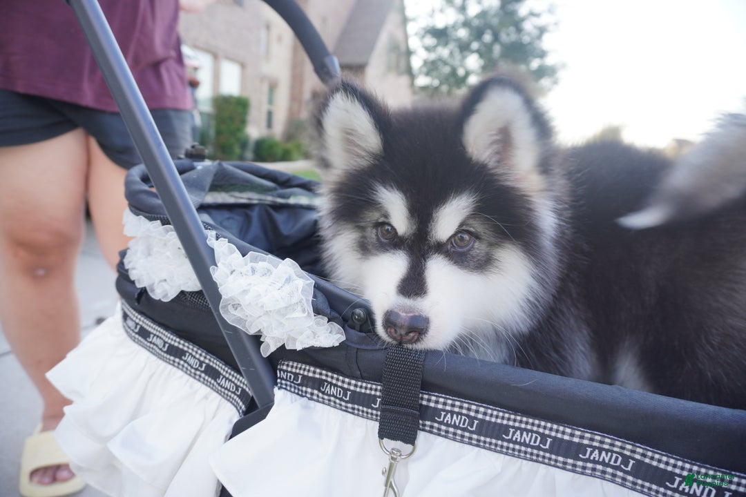 Alaskan Malamute dogs for sale: Xiao Zi - Ad 14