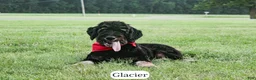 Bernedoodle dogs for sale: Glacier - Ad 7