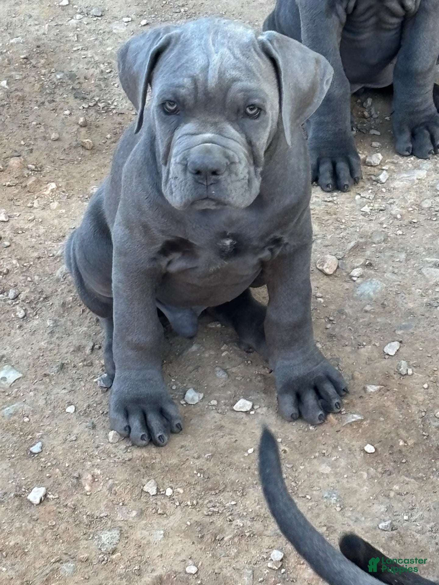 Cane Corso dogs for sale: Cane Corso 3 - Ad 1