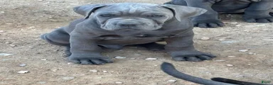 Cane Corso 3