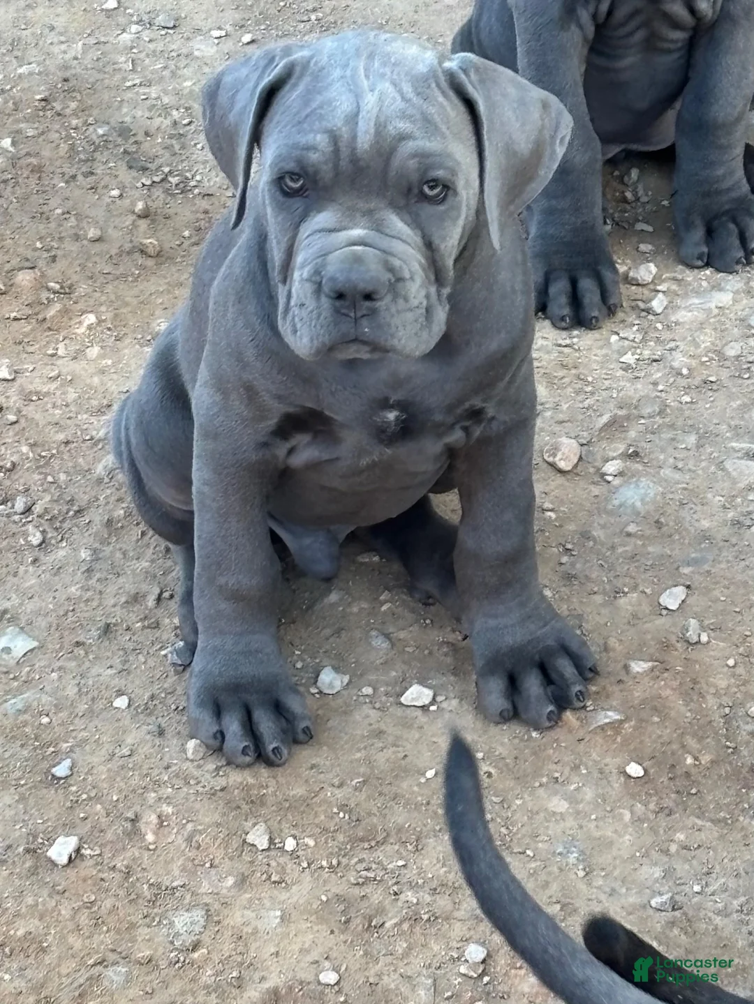Cane Corso dogs for sale: Cane Corso 3 - Ad 1