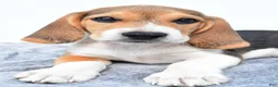Beagle dogs for sale: Marty - Ad 6
