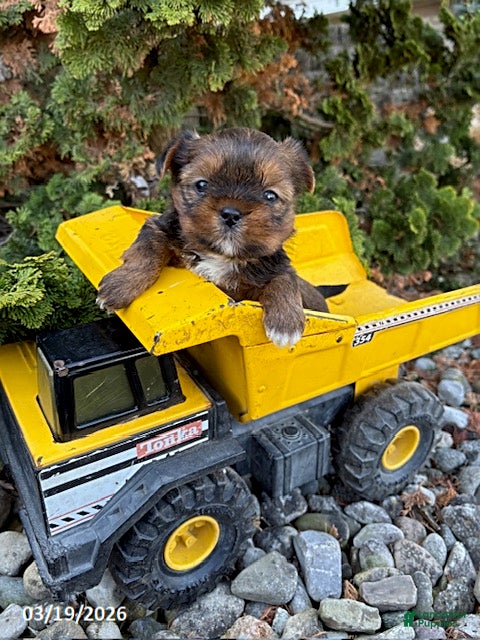 Shorkie dogs Murphy - Ad 2