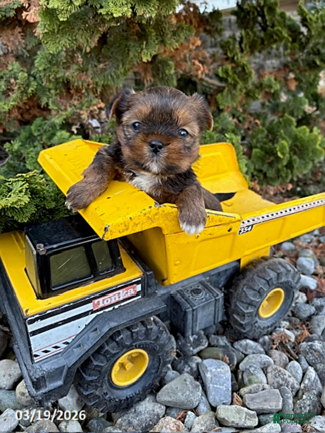 Shorkie dogs for sale: Murphy - Ad 2