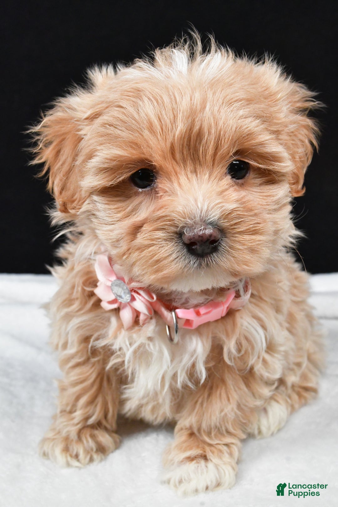 Maltipoo dogs for sale: Velvet - Ad 6