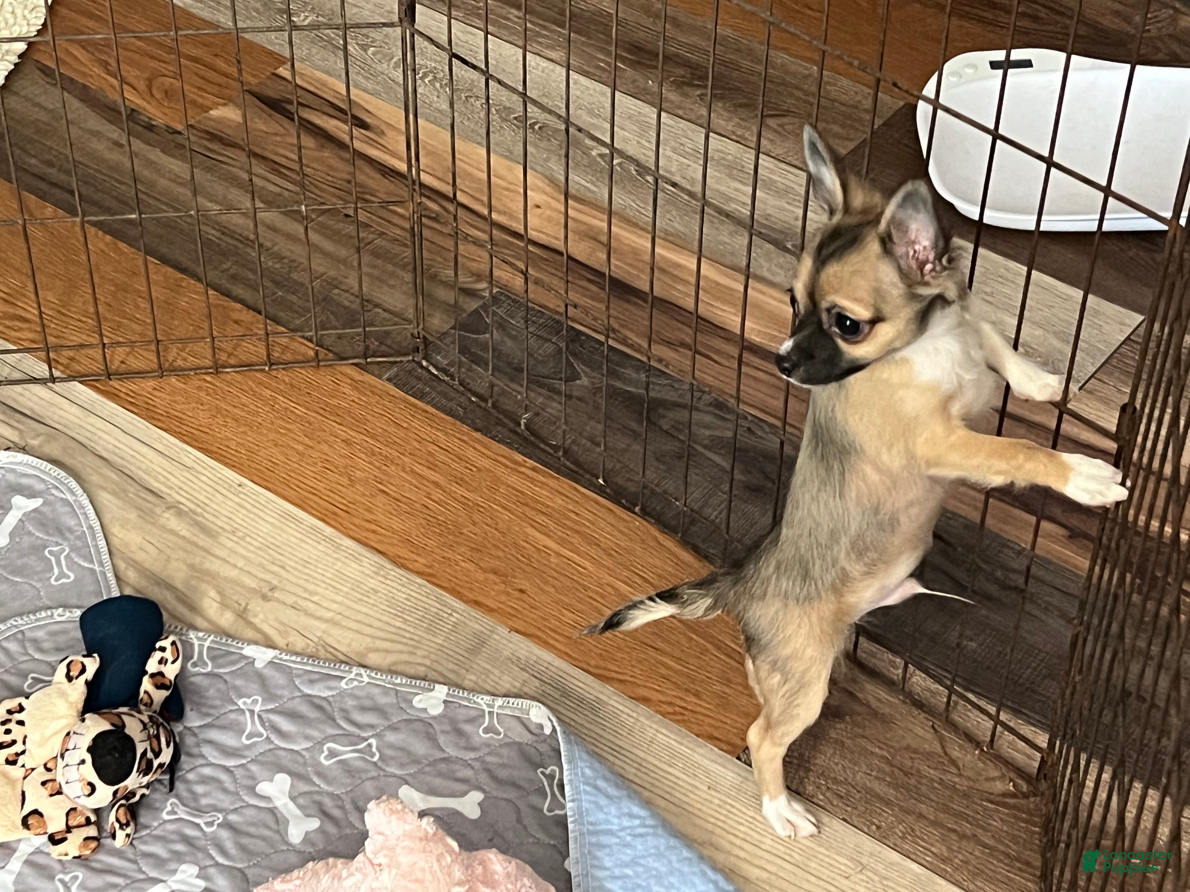 Chihuahua dogs Rocky - Ad 2