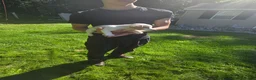 Jack Russell Terrier dogs for sale: Jack Russell Terrier 1 - Ad 10