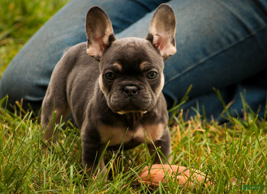 French Bulldog dogs Casey French Bulldog  - Ad 1