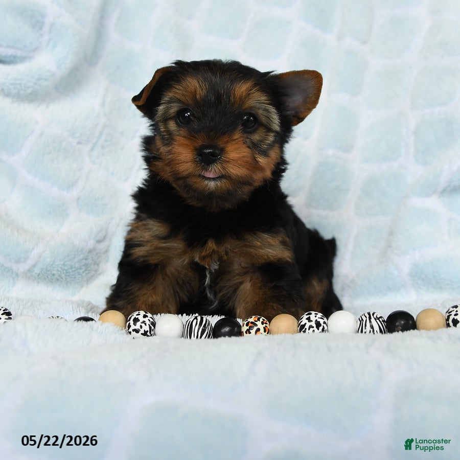 Yorkshire Terrier dogs Dancer - Ad 1
